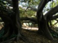 Ficus della Baia di Moreton a Cagliari - I due esemplari della cava romana all'Orto Botanico