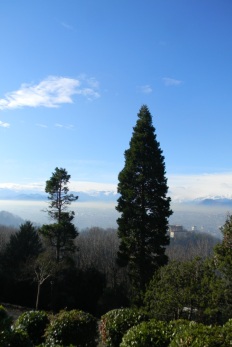 Sequoie d'Italia ~ Sequoia sulla collina di Torino.