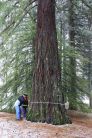 Sequoie d'Italia ~ Misurando il tronco delle sequoie di Aprigliano: si toccano gli 8 metri di circonferenza.