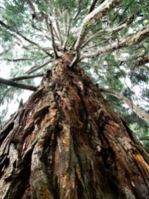 Sequoie d'Italia ~ Magnifica sequoia del giardino di Villa Wuhrer a Bee (VB).