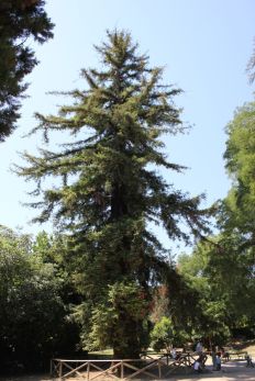 Sequoie d'Italia ~ La sequoia del Parco Melloni, Bologna.