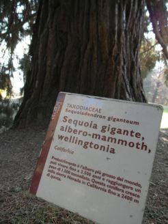 Sequoie d'Italia ~ Sequoia gigante o albero mammuth del Parco Burcina, Pollone (BI).