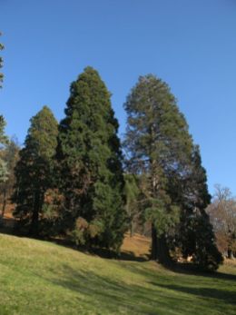 Sequoie d'Italia ~ Le sequoie del parco di Villa Piazzo, Pettinengo.