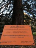 Sequoie d'Italia ~ Albero monumentale in Valle d'Aosta. La sequoia del parco Baron Gamba a Chatillon (AO).