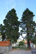 Sequoie d'Italia ~ Coppia di conifere accanto alla Casa delle Musica di Malles Venosta (BZ).