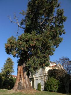 Sequoie d'Italia ~ La sequoia sbilenca del giardino di Villa Frassati, Pollone (BI).