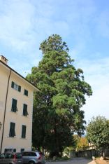 Sequoie d'Italia ~ La sequoia del giardino delle Suore orsoline, Povo, Trento.
