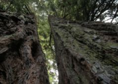 Sequoie d'Italia ~ I due tronchi della Sequoia Gemella di Reggello (FI).