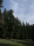 Sequoie d'Italia ~ Corona di sequoie al Parco del Castello di Sammezzano (FI).