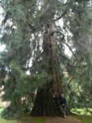 Sequoie d'Italia ~ L'eleganza e la possenza della sequoia di Bee (VB).