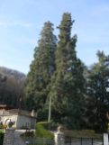 Sequoie d'Italia ~ Le gemelle giganti di Roccavione (CN).