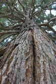 Sequoie d'Italia ~ Sequoia al parco di Salsomaggiore Terme (PR).