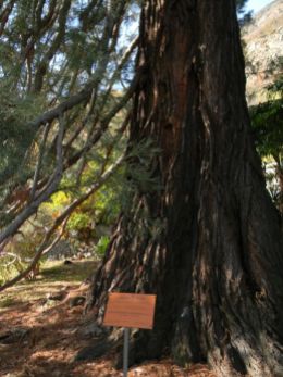 Sequoie d'Italia ~ Il vaso tronco della sequoia di Villa Binel, Champdepraz (AO).
