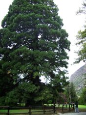 Sequoie d'Italia ~ Una delle maggiori conifere della Valle d'Aosta, la grande sequoia del parco Baron Gamba a Chatillon (AO).