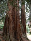 Sequoie d'Italia ~ Sequoie del parco di Villa Pallavicino, Stresa (VB).