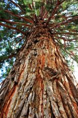Sequoie d'Italia ~ Il grande esemplare di Trento.