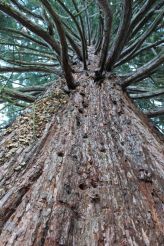 Sequoie d'Italia ~ Il naturdenkmal del Maso Laitachof, Salorno (BZ).