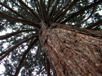 Sequoie d'Italia ~ La proiezione verticale di una maestosa sequoia.