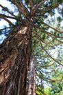 Sequoie d'Italia ~ Sequoie a Pavullo nel Frignano.