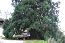 Sequoie d'Italia ~ La maestosa sequoia del Maso Laitachof, Frazione Bucholz, Salorno (BZ).