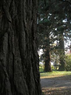 Sequoie d'Italia ~ Gruppo di sequoie nel parco privato di Villa Pesente Agliardi, Paladina (BG).