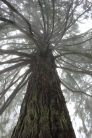 Sequoie d'Italia ~ Le nebbie avvolgono le sequoie di Aprigliano, Parco della Sila, Calabria.