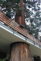 Sequoie d'Italia ~Sequoia del Park Hotel di Merano.