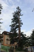 Sequoie d'Italia ~ La sequoia secolare di Villa Mathilda, poche settimana prima dell'abbattimento, Merano.