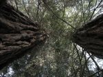 Sequoie d'Italia ~ Cime folte di due sequoie costali nel parco del castello di Agliè (TO).