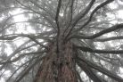 Sequoie d'Italia ~ Una delle due grandi sequoia della Foresta di Lardore, Parco della Sila.