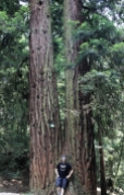 Sequoie d'Italia ~ Homo Radix e Sequoia Gemella, Parco del Castello di Sammezzano, Reggello (FI).