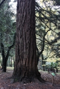 Sequoie d'Italia ~ Il tronco della sequoia costale messa a dimora a metà degli anni '40 del XIX secolo, Giardino Siemoni, Parco del Casentino (AR).