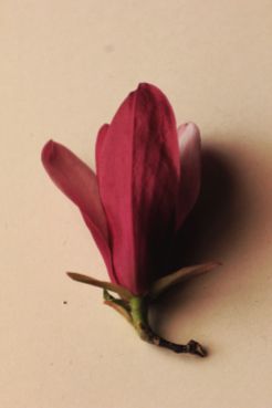 fratus_magnolialilliflora_a_redux