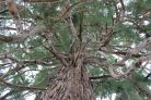 Sequoie d'Italia ~ Dettaglio della chioma della splendida sequoia di Vicoforte (CN).