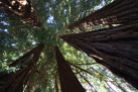 Sequoie d'Italia ~ Le cinque sorelle del Parco Burcina a Pollone.