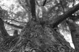 Grandi alberi della Bergamasca ~ Il cedro monumento del Parco Frizzoni di Pedrengo